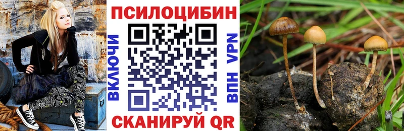 купить  цена  Череповец  Галлюциногенные грибы Psilocybe 